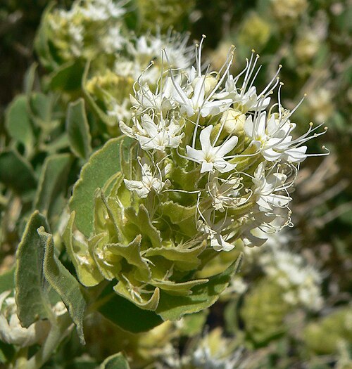 Shinyleaf sandpaper plant: Petalonyx parryi near the Hidden Valley Road south of Moapa, close to Interstate 15 exit 88, southern Nevada