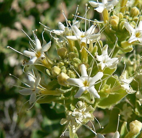Shinyleaf sandpaper plant: Petalonyx nitidus in Calico Basin , Spring Mountains , west of Las Vegas, Nevada