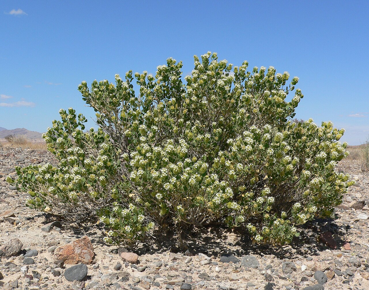 Shinyleaf sandpaper plant: Petalonyx parryi near the Hidden Valley Road south of Moapa, close to Interstate 15 exit 88, southern Nevada