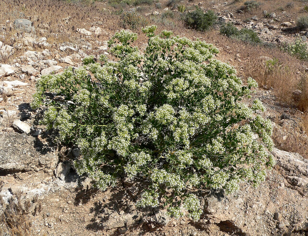 Shinyleaf sandpaper plant: Petalonyx nitidus in Calico Basin , Spring Mountains , west of Las Vegas, Nevada