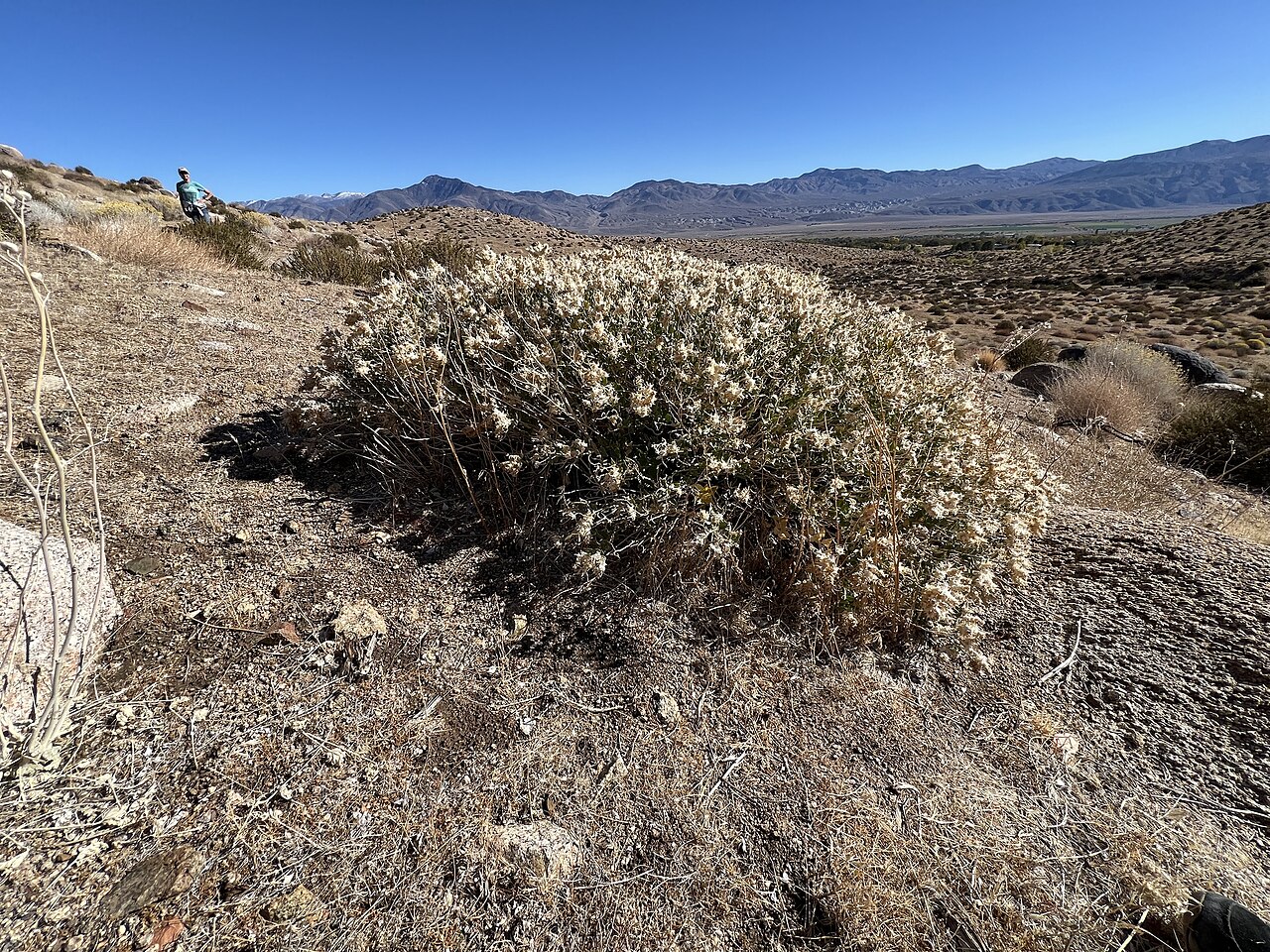 Shinyleaf sandpaper plant: Petalonyx nitidus, Inyo National Forest, Big Pine, CA, US, 2025-10-18 (iNaturalist).