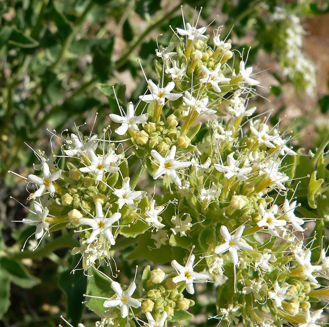 Shinyleaf sandpaper plant: Petalonyx nitidus in Calico Basin , Spring Mountains , west of Las Vegas, Nevada