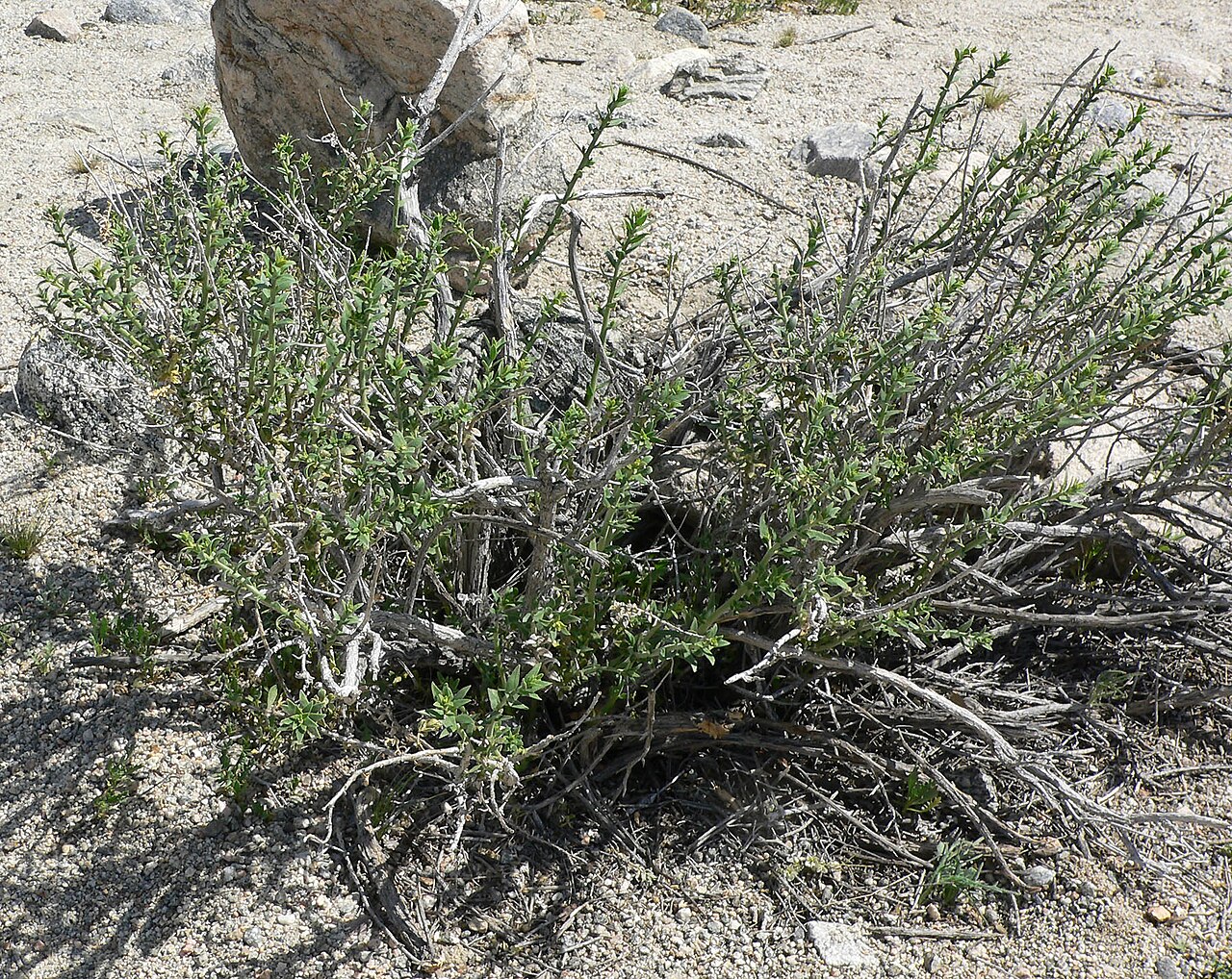 Thurber's sandpaper plant: Labelled Petalonyx thurberi at Thousand Palms Oasis northeast of Thousand Palms, southern California