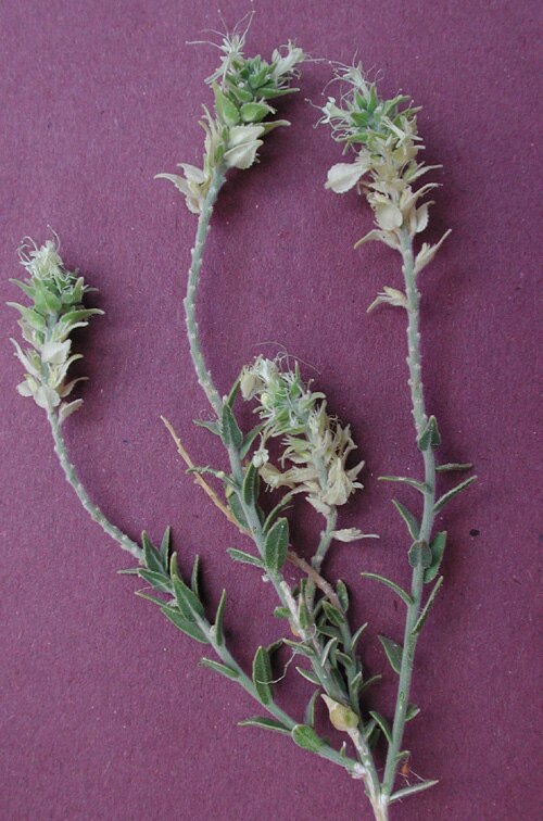 Thurber's sandpaper plant: Petalonyx thurberi , Sandpaper Plant growing in sandy soil along the Gila River in Maricopa County, Arizona, USA.