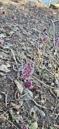 Common butterbur (Petasites hybridus)