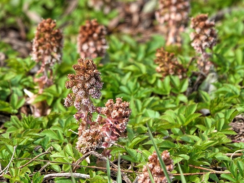 Common butterbur (Petasites hybridus)