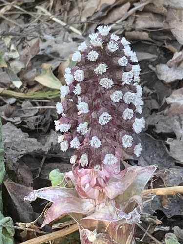 Common butterbur