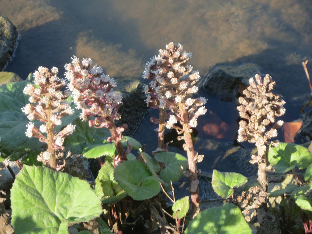 Common butterbur: Gewöhnliche Pestwurz ( Petasites hybridus ) an der ehem. Bismarckanlage an der Saar in Saarbrücken