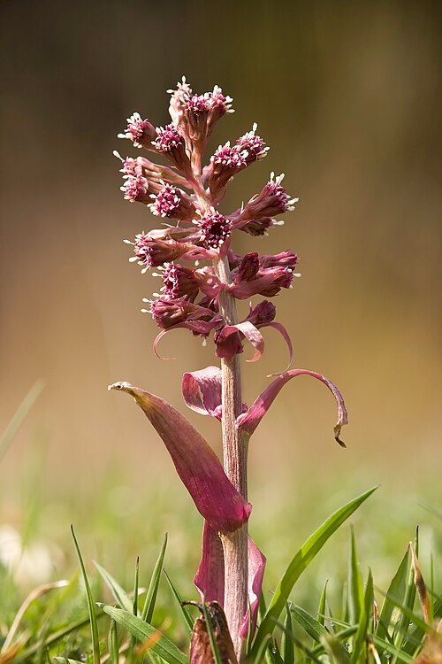 Common butterbur: Common Butterbur ( Petasites hybridus ) is a herbaceous perennial plant in the family Asteraceae, native to Europe and northern Asia