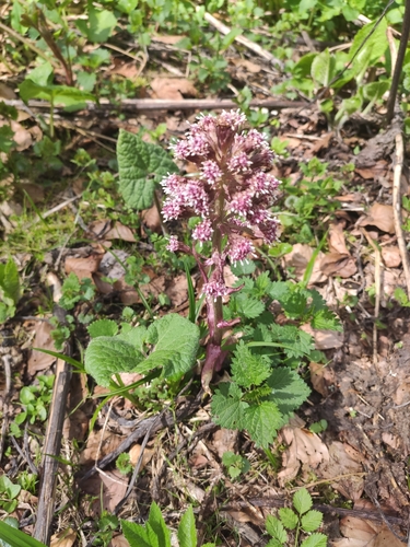 Common butterbur (Petasites hybridus)