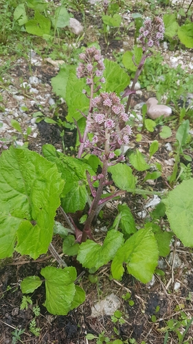 Common butterbur (Petasites hybridus)
