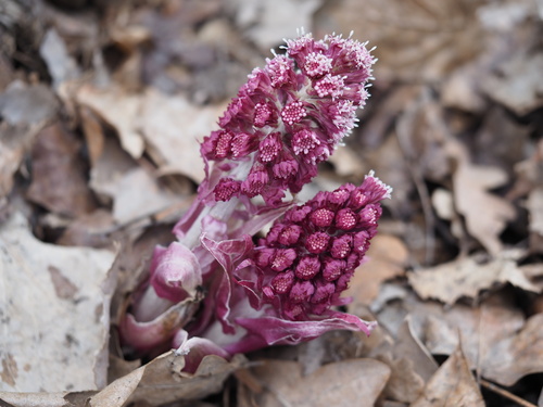 Common butterbur (Petasites hybridus)