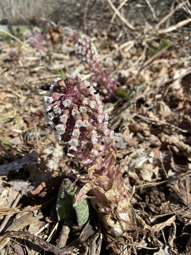 Common butterbur (Petasites hybridus)