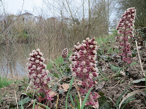 Common butterbur: Gewöhnliche Pestwurz ( Petasites hybridus ) an der Saar in Saarbrücken