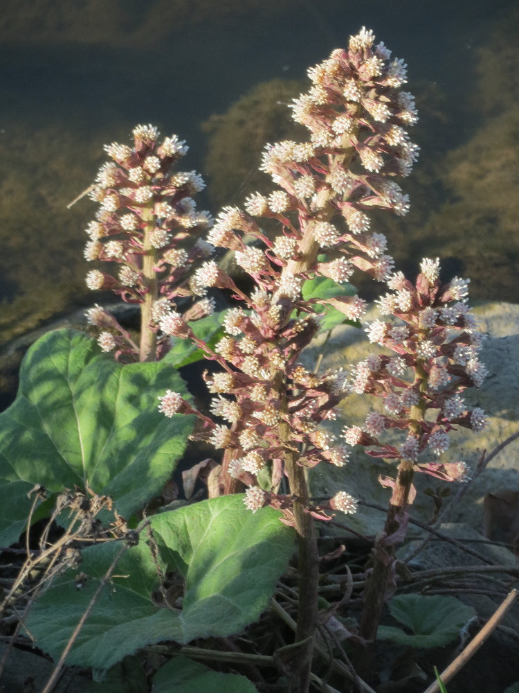 Common butterbur: Gewöhnliche Pestwurz ( Petasites hybridus ) an der ehem. Bismarckanlage an der Saar in Saarbrücken