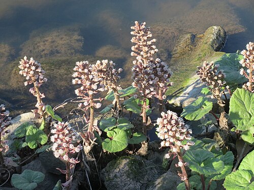 Common butterbur: Gewöhnliche Pestwurz ( Petasites hybridus ) an der ehem. Bismarckanlage an der Saar in Saarbrücken