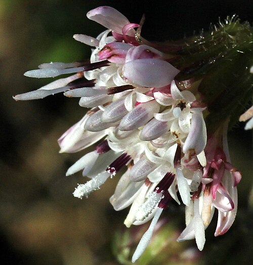 Petasites pyrenaicus: Petasites pyrenaicus