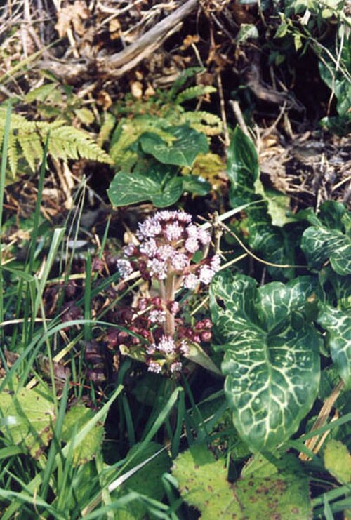 Petasites pyrenaicus: Petasites fragrans