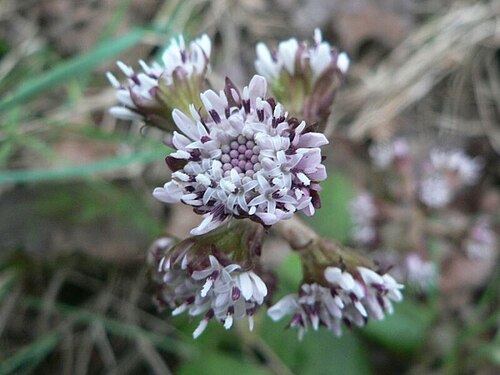 Petasites pyrenaicus: Petasites pyrenaicus