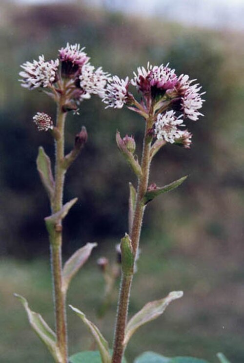 Petasites pyrenaicus: Petasites fragrans