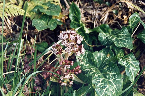 Petasites pyrenaicus: Petasites fragrans