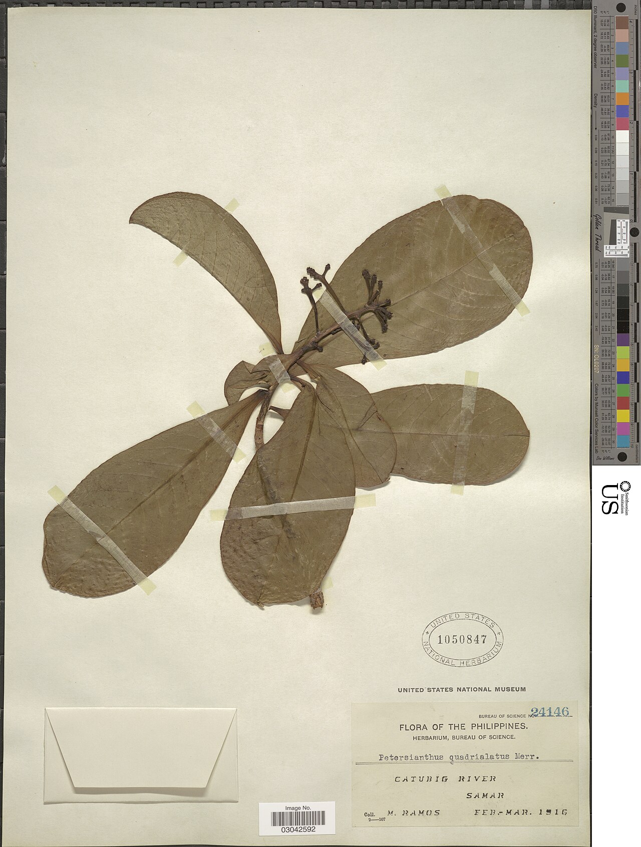 Petersianthus quadrialatus: Object Details Biogeographical Region 42 - Malesia Record Last Modified 9 Jan 2019 Specimen Count 1 Collection Date Feb 1916 to Mar 1916 Barcode 03042592 USNM N