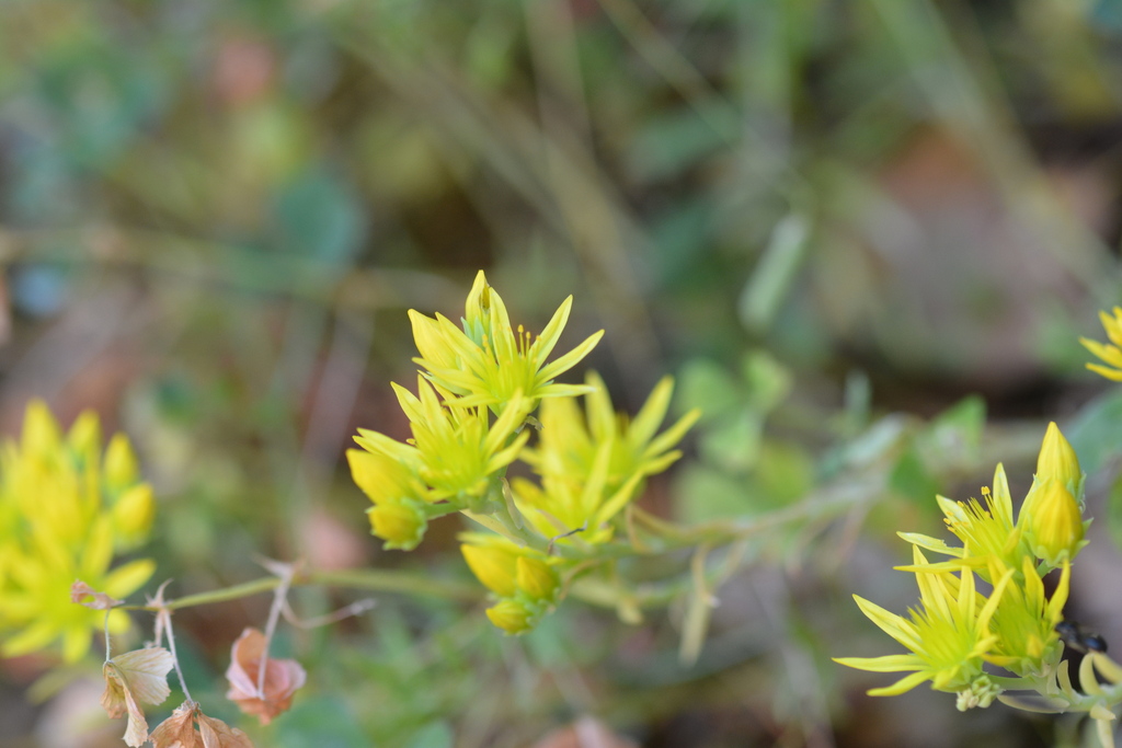 Petrosedum amplexicaule (Petrosedum amplexicaule)
