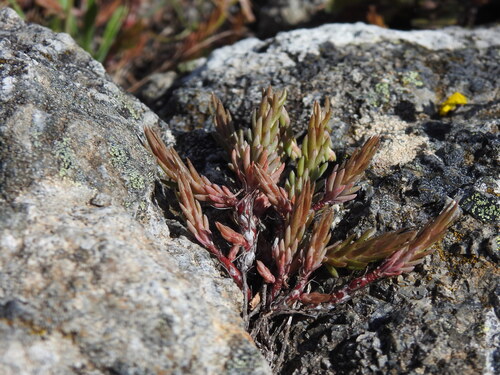 Petrosedum amplexicaule (Petrosedum amplexicaule)