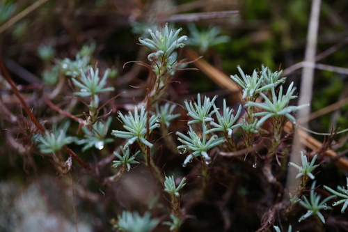 Petrosedum amplexicaule (Petrosedum amplexicaule)