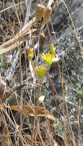 Petrosedum amplexicaule (Petrosedum amplexicaule)