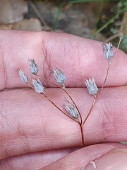 Petrosedum amplexicaule (Petrosedum amplexicaule)
