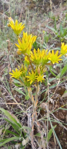 Petrosedum amplexicaule (Petrosedum amplexicaule)