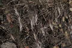 Petrosedum amplexicaule (Petrosedum amplexicaule)