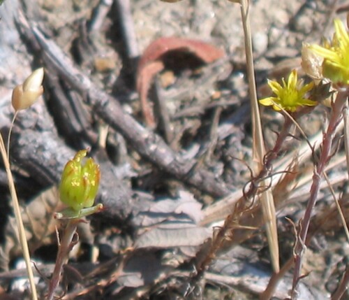 Petrosedum amplexicaule (Petrosedum amplexicaule)