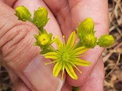 Petrosedum amplexicaule (Petrosedum amplexicaule)