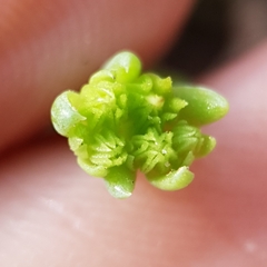 Petrosedum amplexicaule (Petrosedum amplexicaule)