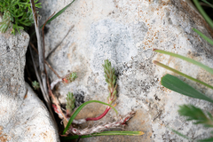 Petrosedum amplexicaule (Petrosedum amplexicaule)