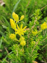 Petrosedum amplexicaule (Petrosedum amplexicaule)