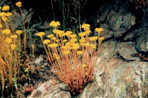 Rock stonecrop (Petrosedum forsterianum)