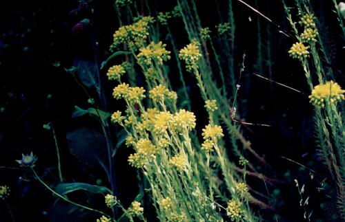 Rock stonecrop (Petrosedum forsterianum)