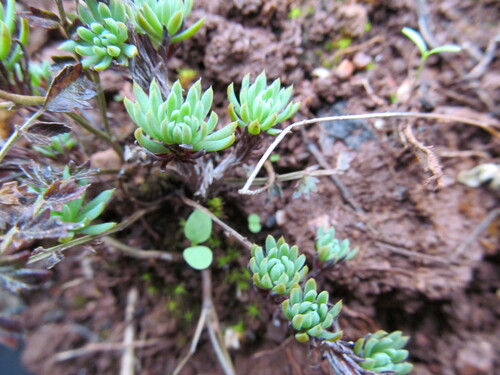 Rock stonecrop (Petrosedum forsterianum)