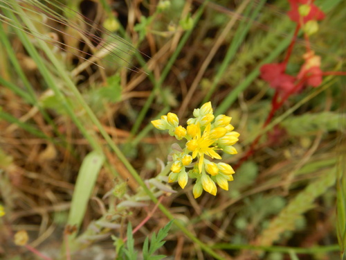 Rock stonecrop (Petrosedum forsterianum)