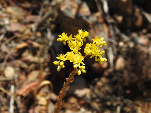 Rock stonecrop (Petrosedum forsterianum)
