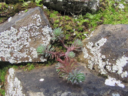 Rock stonecrop (Petrosedum forsterianum)