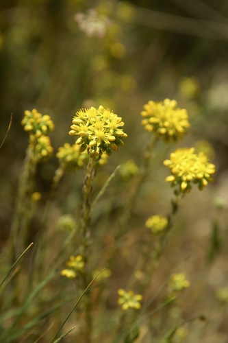 Rock stonecrop (Petrosedum forsterianum)