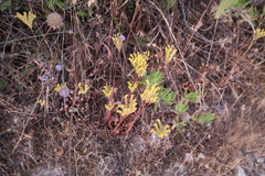 Rock stonecrop (Petrosedum forsterianum)