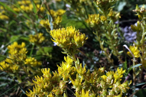 Petrosedum montanum (Petrosedum montanum)