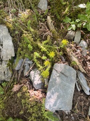 Petrosedum montanum (Petrosedum montanum)