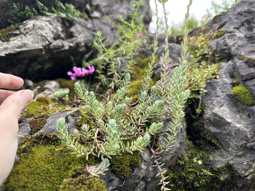 Petrosedum montanum (Petrosedum montanum)