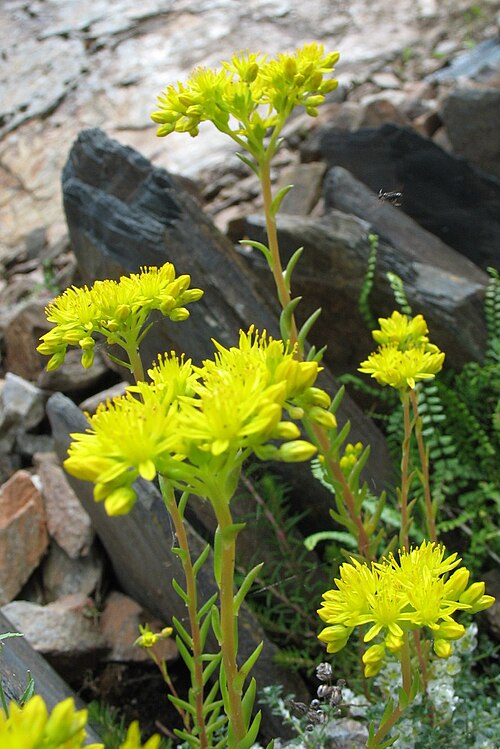 Petrosedum montanum: Sedum montanum . Jardín botánico de las Pardines. Encamp, Andorra.
